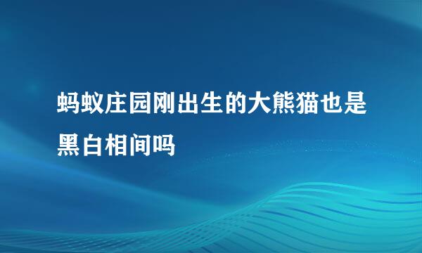 蚂蚁庄园刚出生的大熊猫也是黑白相间吗