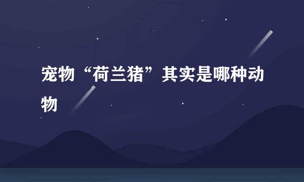 宠物“荷兰猪”其实是哪种动物