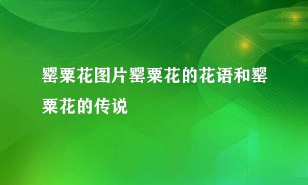 罂粟花图片罂粟花的花语和罂粟花的传说