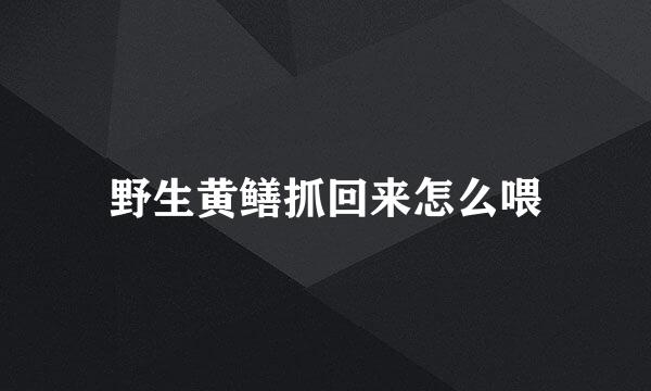 野生黄鳝抓回来怎么喂