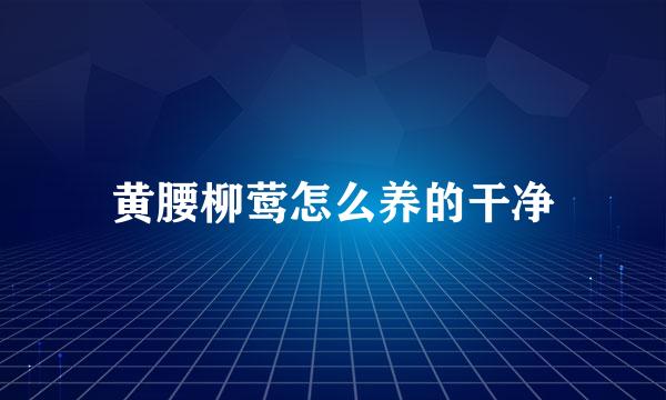 黄腰柳莺怎么养的干净