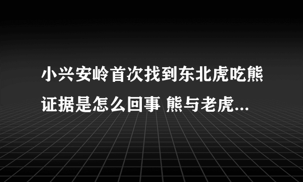 小兴安岭首次找到东北虎吃熊证据是怎么回事 熊与老虎哪个厉害