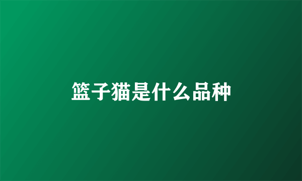 篮子猫是什么品种
