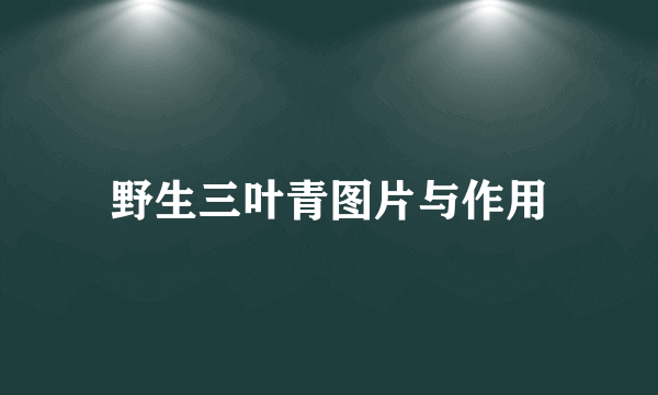 野生三叶青图片与作用